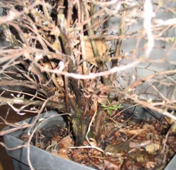 pieniek trzeba odkryĂŚ