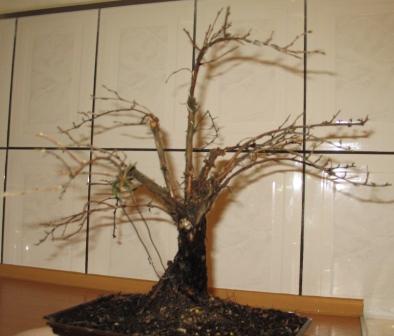 starczy na pierwsze formowanie