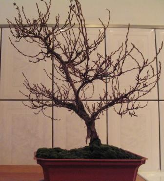 kwie_11 005_OK_przed_ciĂŞciem.jpg