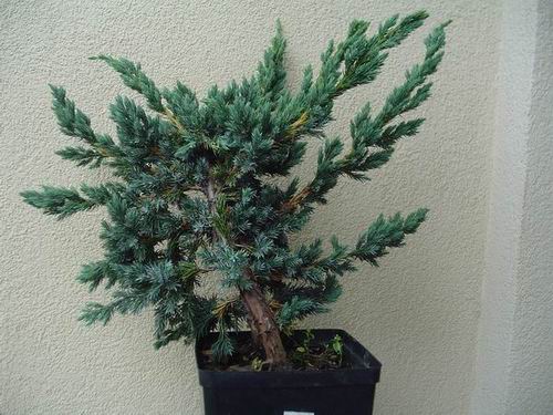 Tak wyglÂądaÂło drzewko po zakupie.