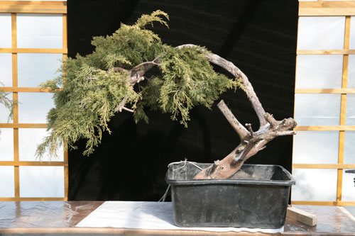 Tak wygladal jalowiec Lukasza przed formowaniem