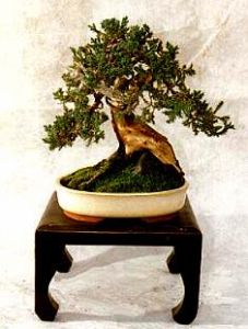 juniperus.jpg