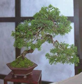juniperus chinensis 3.jpg