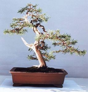 juniperus chinensis.jpg