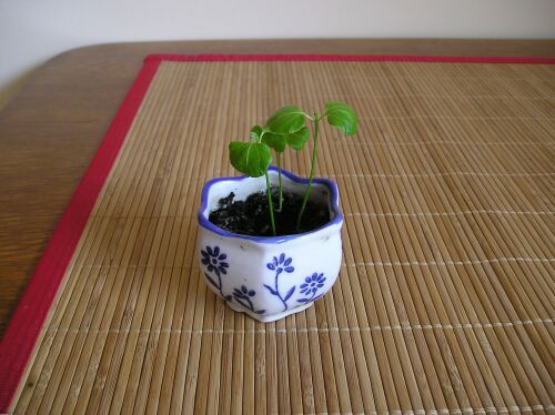 NajwiĂŞksza roÂślinka ma ok. 6 cm, kolejne 5 i 4cm.