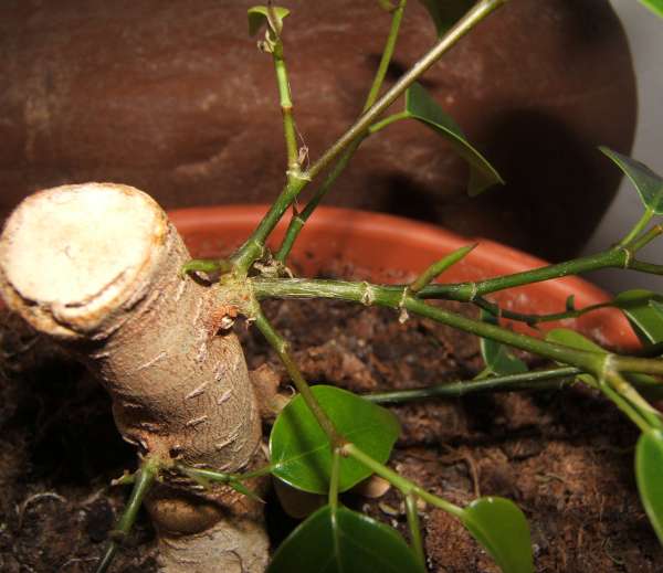 powrĂłt ficusa3.jpg