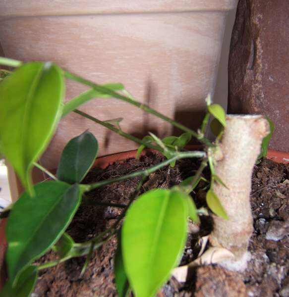 powrĂłt ficusa4.jpg