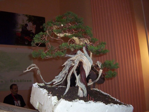 Efekt koĂącowy pracy nad jaÂłowcem