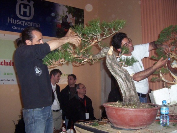 Jarek Lenerczyk asystujÂący przy formowaniu sosny. Dodam Âże Salvadore Liporace przywiĂłzÂł ze sobÂą 2 drzewka do formowania.
