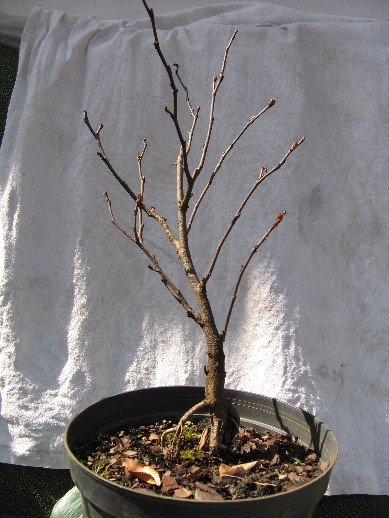 Judaszowiec PoÂłudniowy.jpg