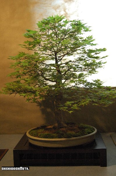 acer_palmatum.JPG