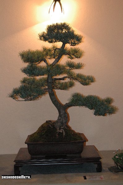 pinus-moyogi.JPG