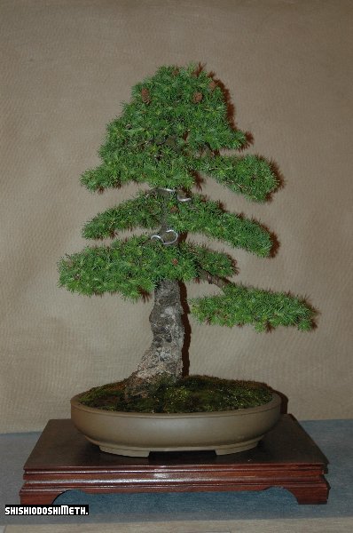 larix-chokan.JPG