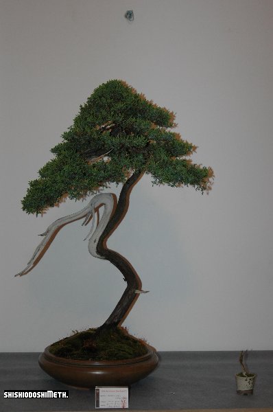 juniperus-pietraszko.JPG