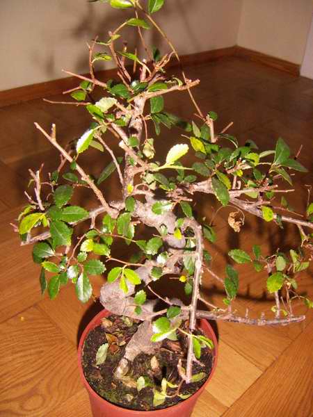 A oto drugie drzewko