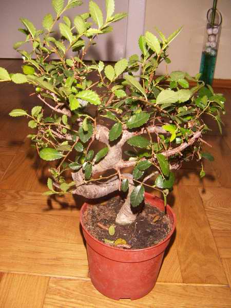 Oto pierwsze drzewko.