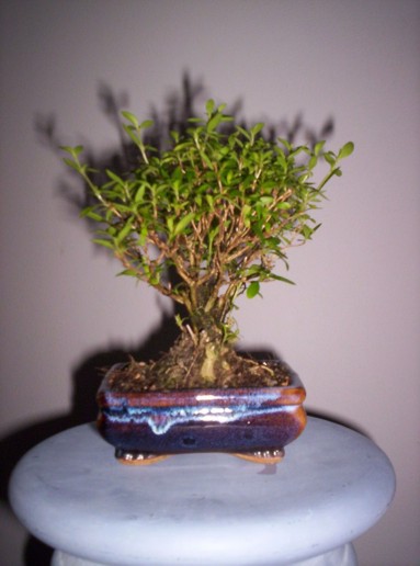mame bonsai.jpg