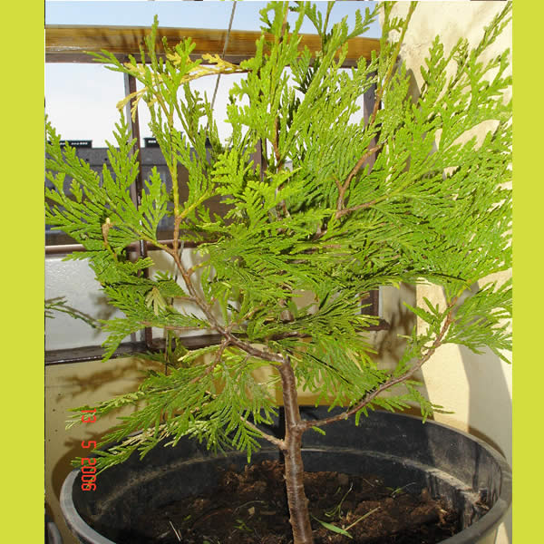 Thuja4.jpg