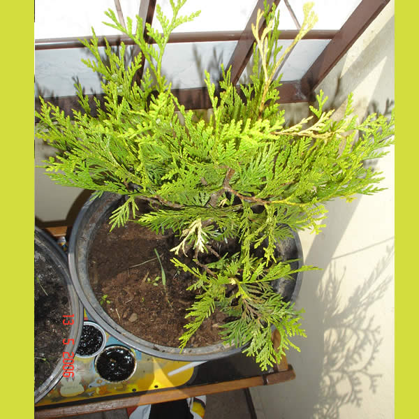 Thuja3.jpg