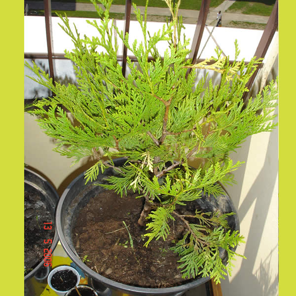 Thuja2.jpg