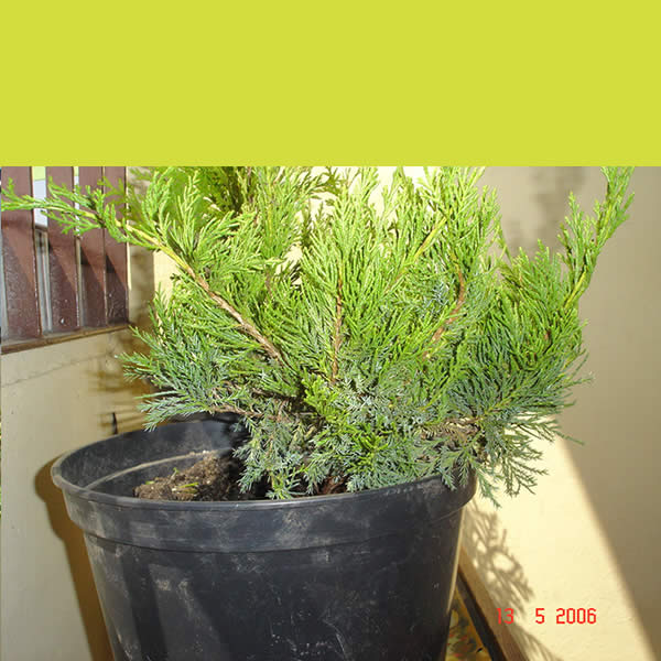 Juniperus2.jpg