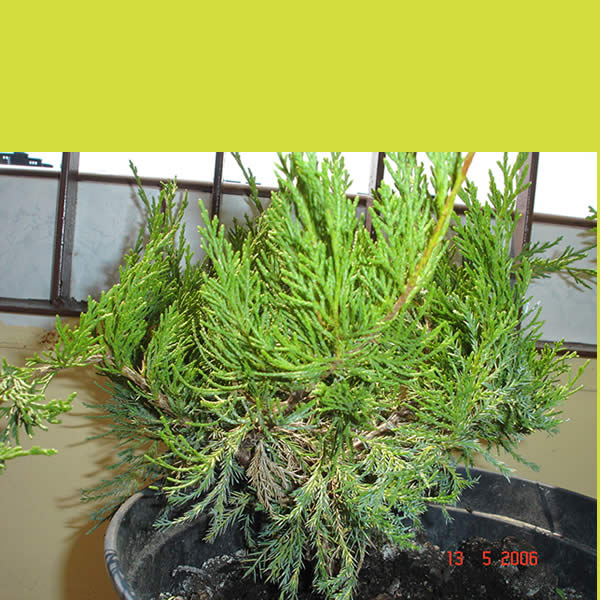 Juniperus1.jpg