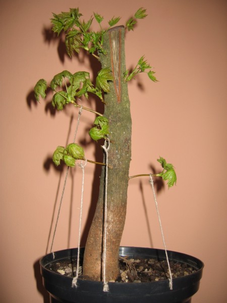 Klon zwyczajny (Acer platanoides L.)3.jpg