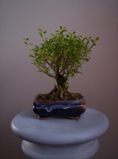mame bonsai 2.jpg