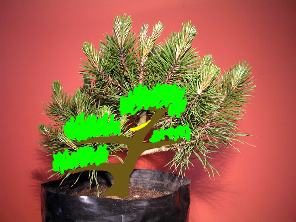 Jednym z pomysÂłĂłw jest uciĂŞcie na ÂżĂłÂłtej lini i wyprowadzenie czubka z prawej gaÂłĂŞzi.