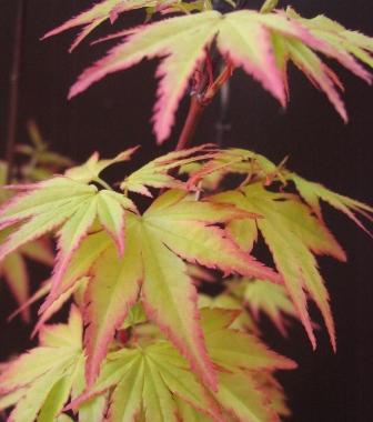 maj-06-09 007_liÂście_orange.jpg