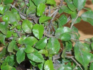 najlepiej widac na tym listku w prawym dolnym rogu