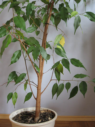 Ficus2.jpg