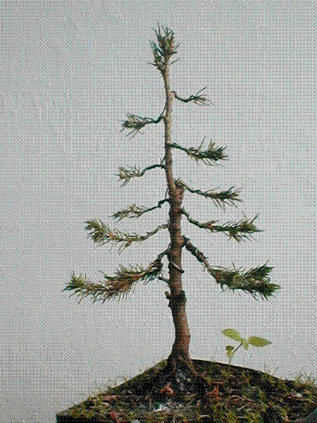 a to Âświerk conica