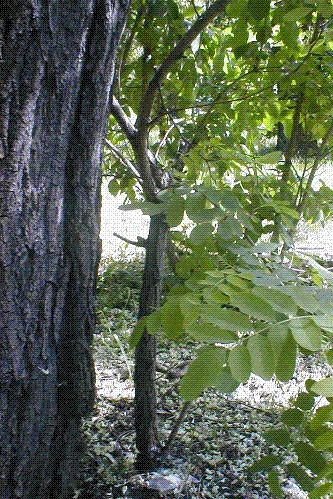 kolejne drzewko chyba akacja ???