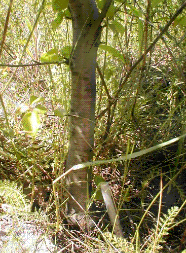obok jest dÂługopis dla oceny gruboÂści