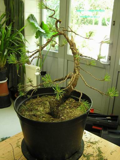 efekt formowania sosny przez mistrza ceremoni Darka ZajÂąca :D