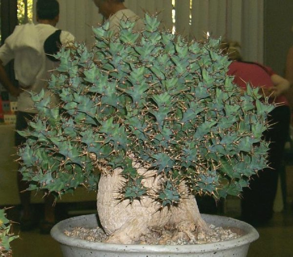 Euphorbia clavigera1.jpg