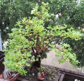 a18_06 058_ok_balkon.jpg