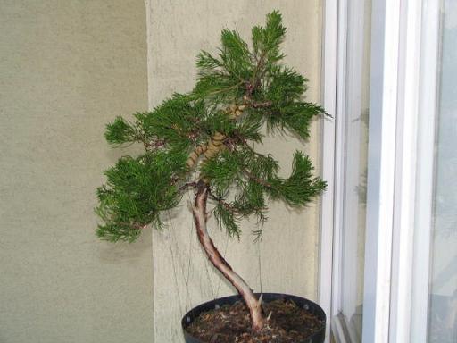 Juniperus.jpg