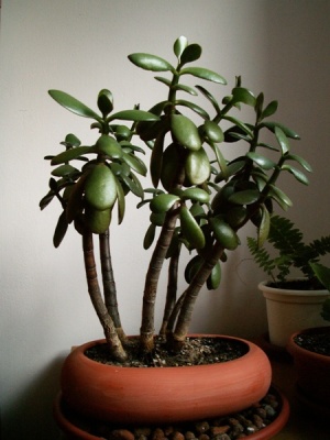 kupiony za 5 zÂł w sklepie z meblami uÂżywanymi koÂło gryfina w 2005 wczesnÂą wiosnÂą