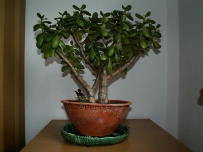 pozyskany z klatki schodowej 2004,byÂł w opÂłakanym stanie.poprzypalane petami liÂście ogĂłlnie ktos sobie zrobiÂł popielniczkĂŞ