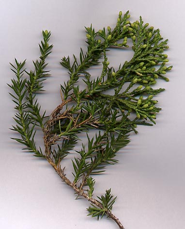 Junniperus chinensis.jpg