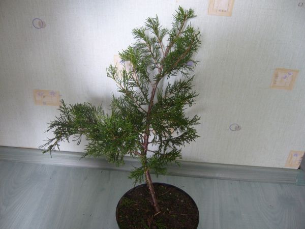 ogĂłlny widok od przodu