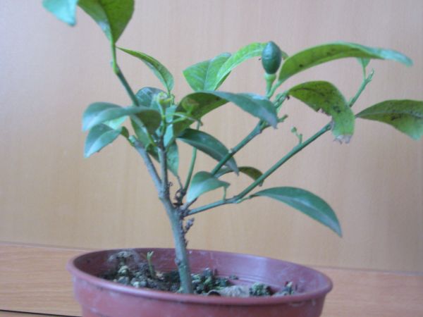 A tak po lekkiej obrĂłbce, tu widaĂŚ owoc.