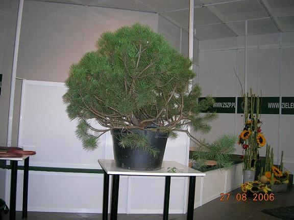 DuÂżaaa Kosodrzewina