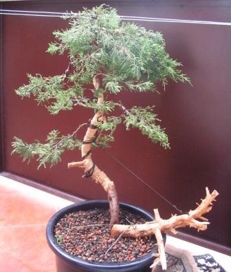 Wymaga jeszcze sporo pracy przy formowaniu !!