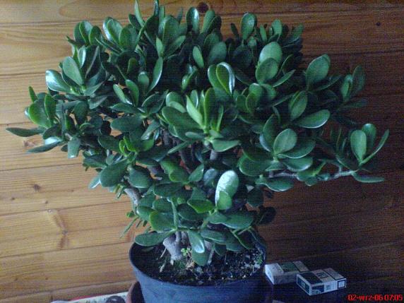 Grubosz krĂłlewski