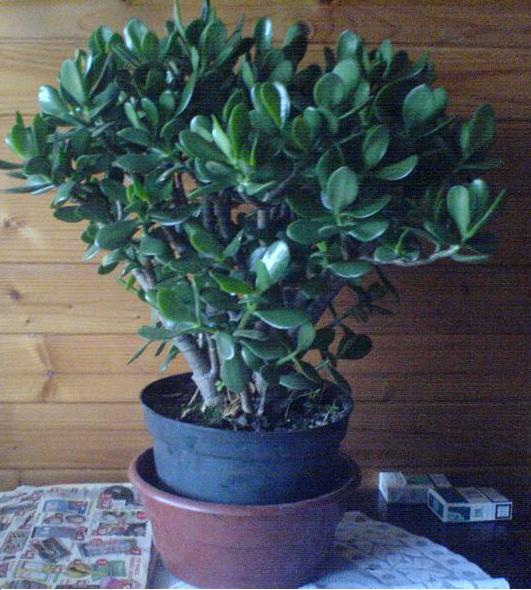 Grubosz krĂłlewski