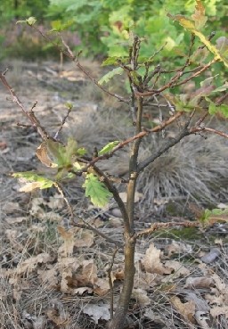 dabek po zrzuceniu lisci na skutek suszy i z nowo rozwijajacymi sie liscmi