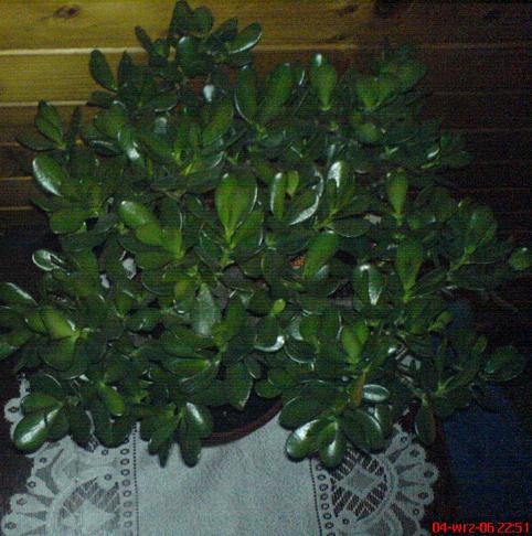 Grubosz krĂłlewski